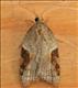 1039 (49.065) Acleris comariana